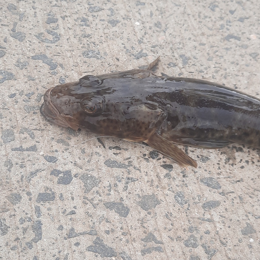 Sand flathead (placeholder photo)