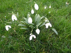 Galanthus woronowii