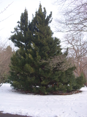 Sciadopitys verticillata