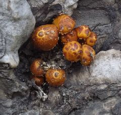 Pholiota