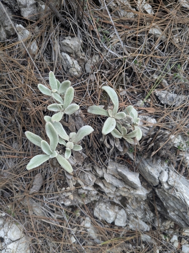 Sideritis cypria, photograph 4