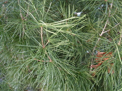 Sciadopitys verticillata