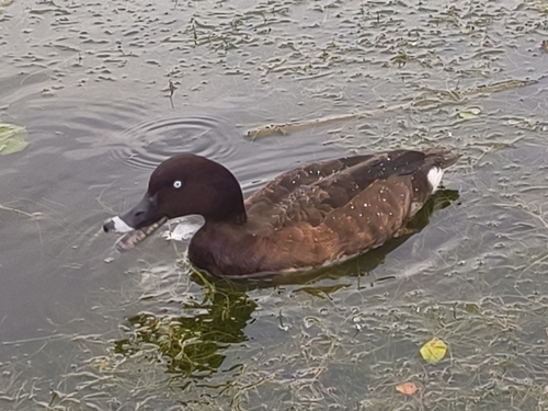 Hardhead (Aythya australis), photo 5