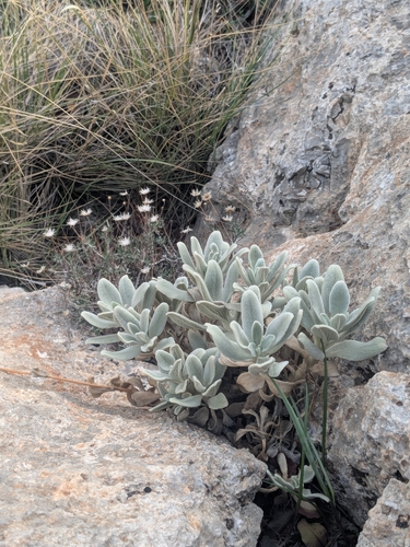 Sideritis cypria, photograph 2
