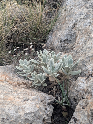 Sideritis cypria, photograph 1