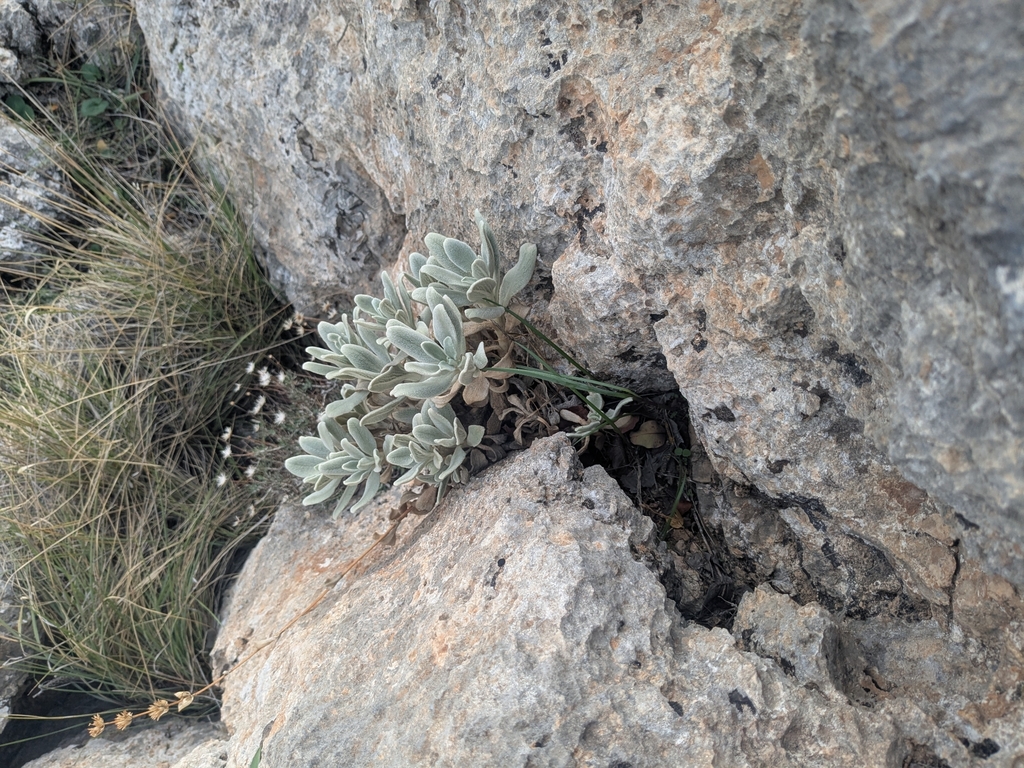 Sideritis cypria; photograph (c) Marios Thoma, some rights reserved (CC BY)