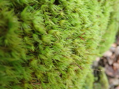 Dicranum howellii