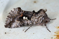 Syngrapha interrogationis