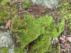 Dicranum howellii