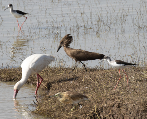 Hamerkop