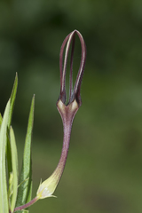 Ceropegia attenuata