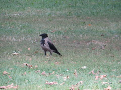 Corvus cornix