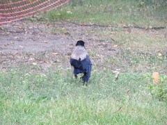 Corvus cornix