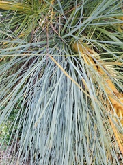 Aciphylla glaucescens, photograph author not stated, no rights reserved