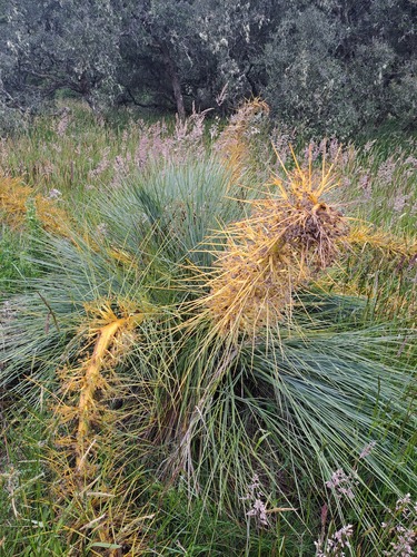 Aciphylla glaucescens, photograph 2