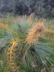 Aciphylla glaucescens, photograph author not stated, no rights reserved