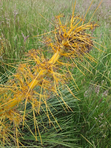 Aciphylla glaucescens, photograph 4