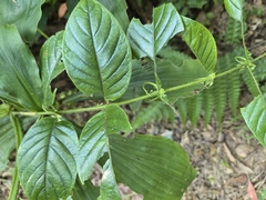 Uncaria hirsuta