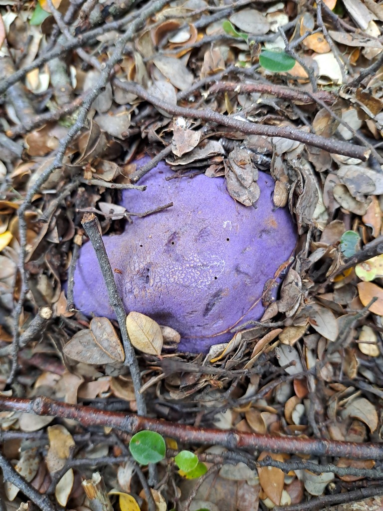 Gallacea scleroderma · January 2026 · photo: © n_armstrong (iNaturalist, cc0)