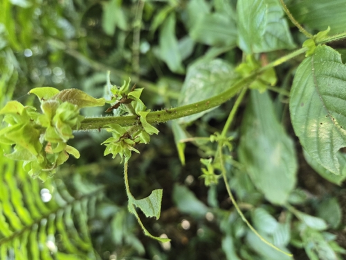 Uncaria hirsuta, photograph 1