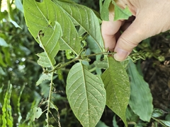 Uncaria hirsuta, photograph (c) 賴碧珠, some rights reserved (CC BY)