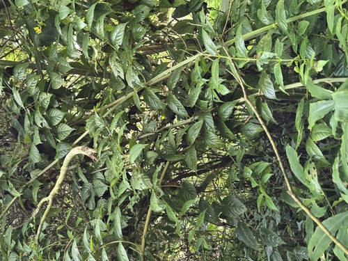 Uncaria hirsuta, photograph 3