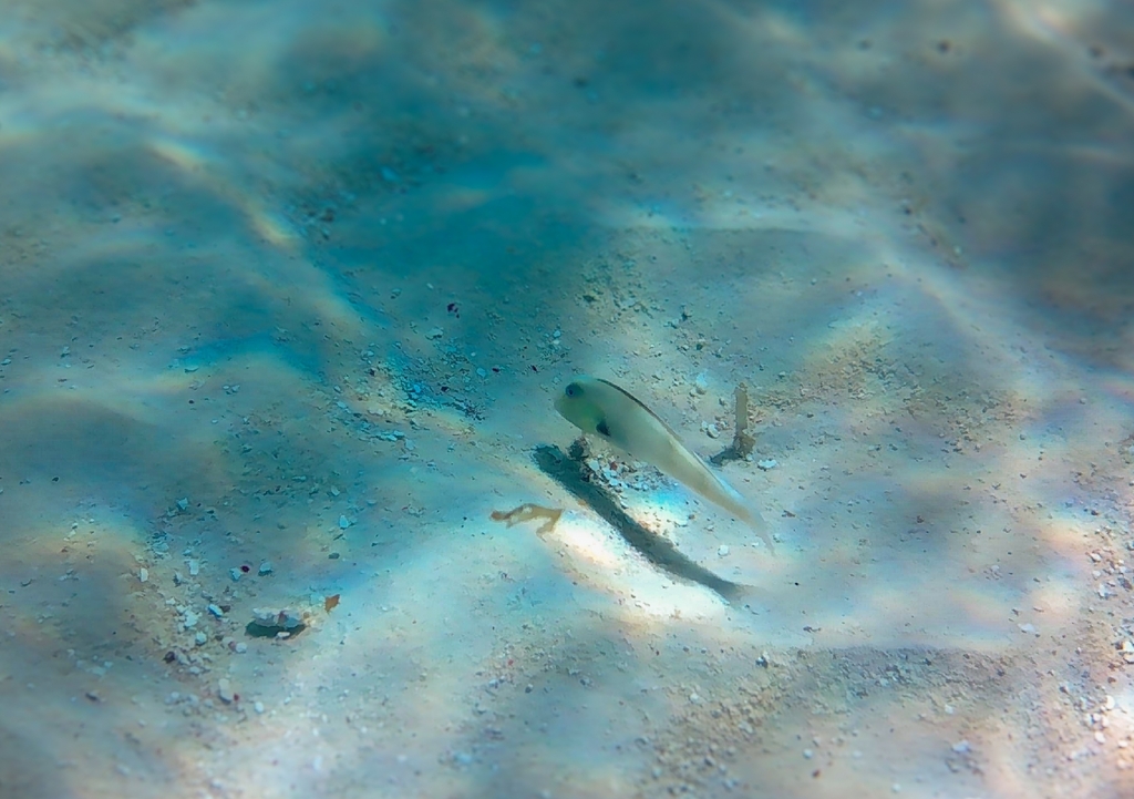 Rosy Razorfish (Xyrichtys martinicensis) — Labridae