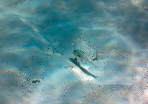 Rosy Razorfish (Xyrichtys martinicensis) — Labridae