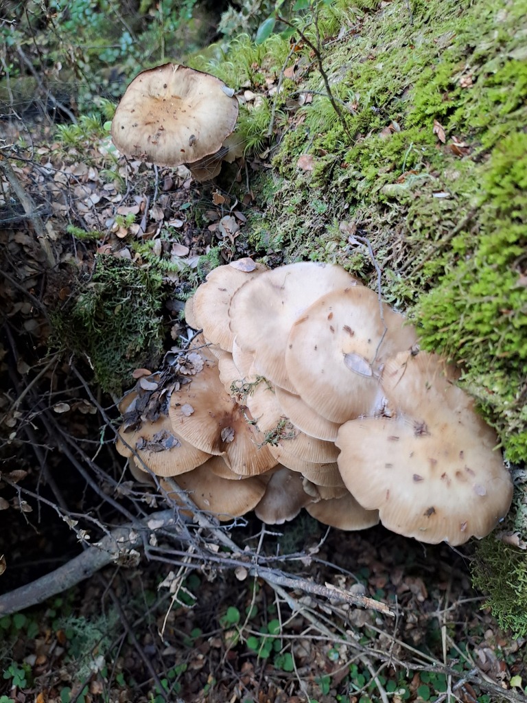 Armillaria novae-zelandiae · January 2026 · photo: © n_armstrong (iNaturalist, cc0)