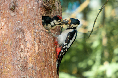 Lesser Spotted Woodpecker