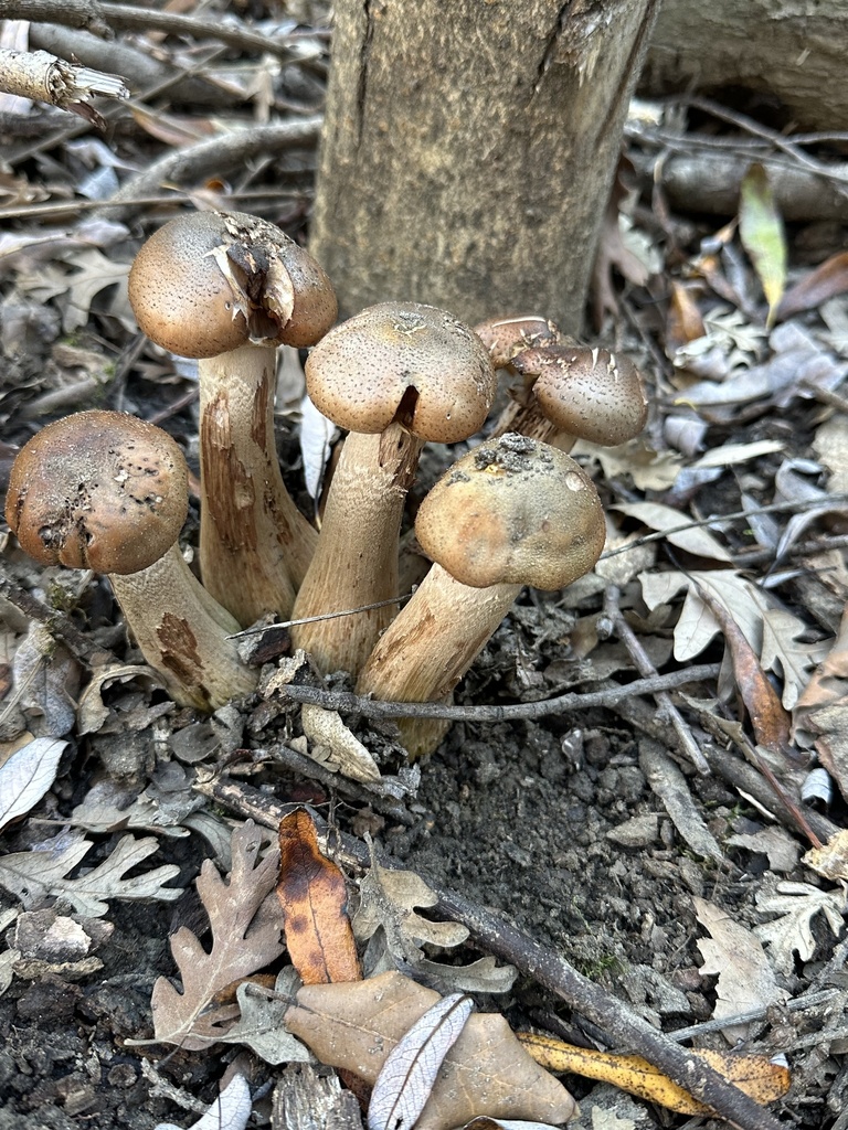 Armillaria mellea · January 2026 · photo: © irinamitine (iNaturalist, cc-by)