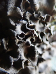 Umbilicaria polyphylla