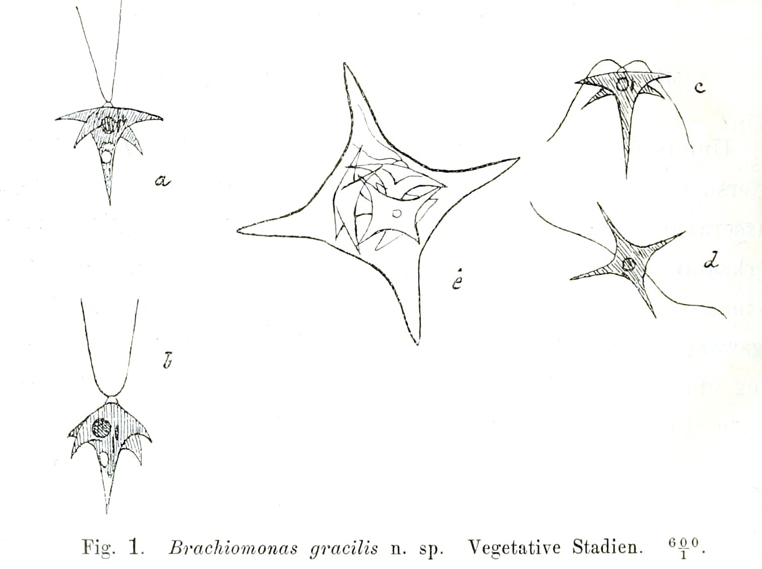 Brachiomonas submarina