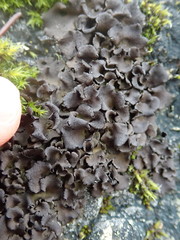 Umbilicaria polyphylla