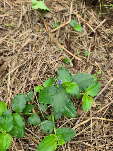 Commelina observed 2025-12-16