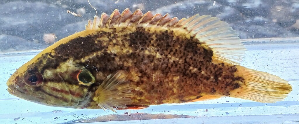 Japanse aucha-baars (Coreoperca kawamebari) — Sinipercidae