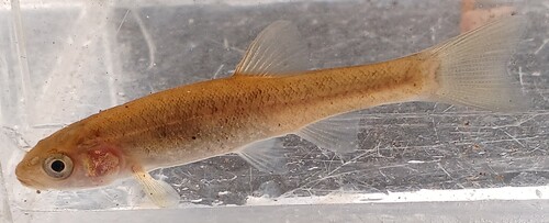Japanse elrits (Phoxinus jouyi) — Cyprinidae
