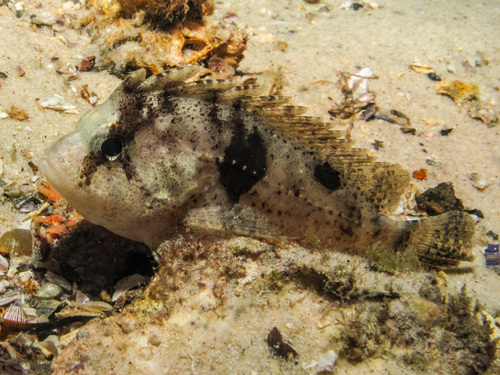 Smooth waspfish (Liocranium praepositum) — Tetrarogidae — 2
