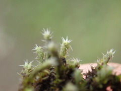 Hedwigia stellata
