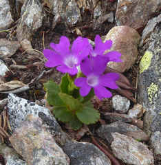 Primula daonensis