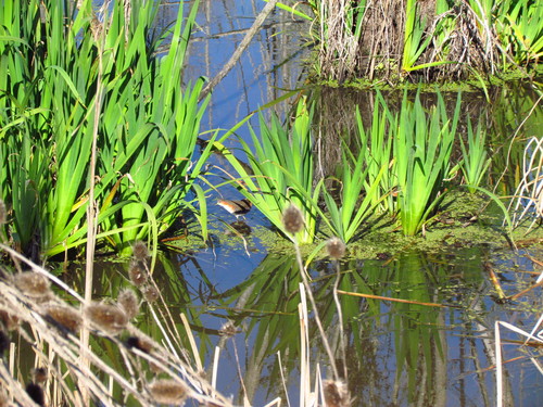 Râle brunoir (Laterallus melanophaius)