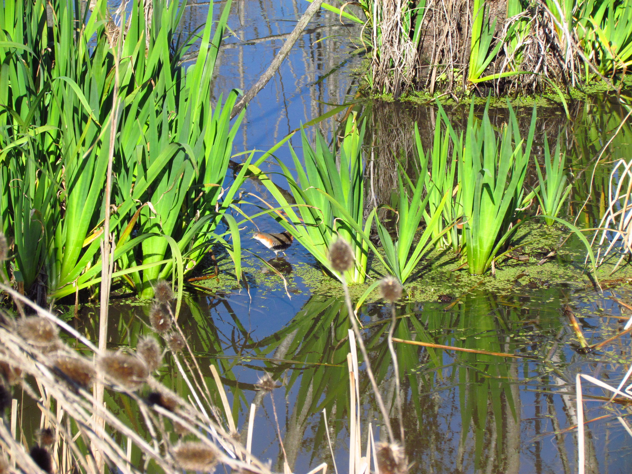 Rufous-sided Crake (Laterallus melanophaius)