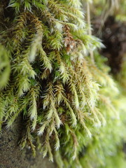 Hedwigia stellata