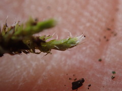 Hedwigia stellata