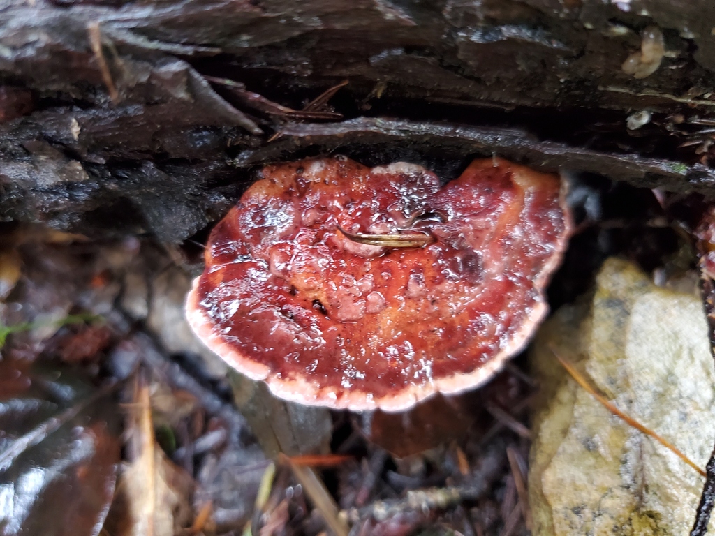 Fomitopsis cajanderi · January 2026 · photo: © arlenedevitt (iNaturalist, cc-by)