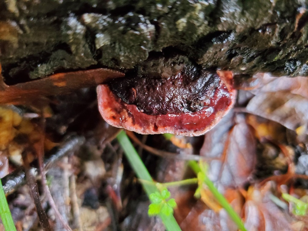 Fomitopsis cajanderi · January 2026 · photo: © arlenedevitt (iNaturalist, cc-by)