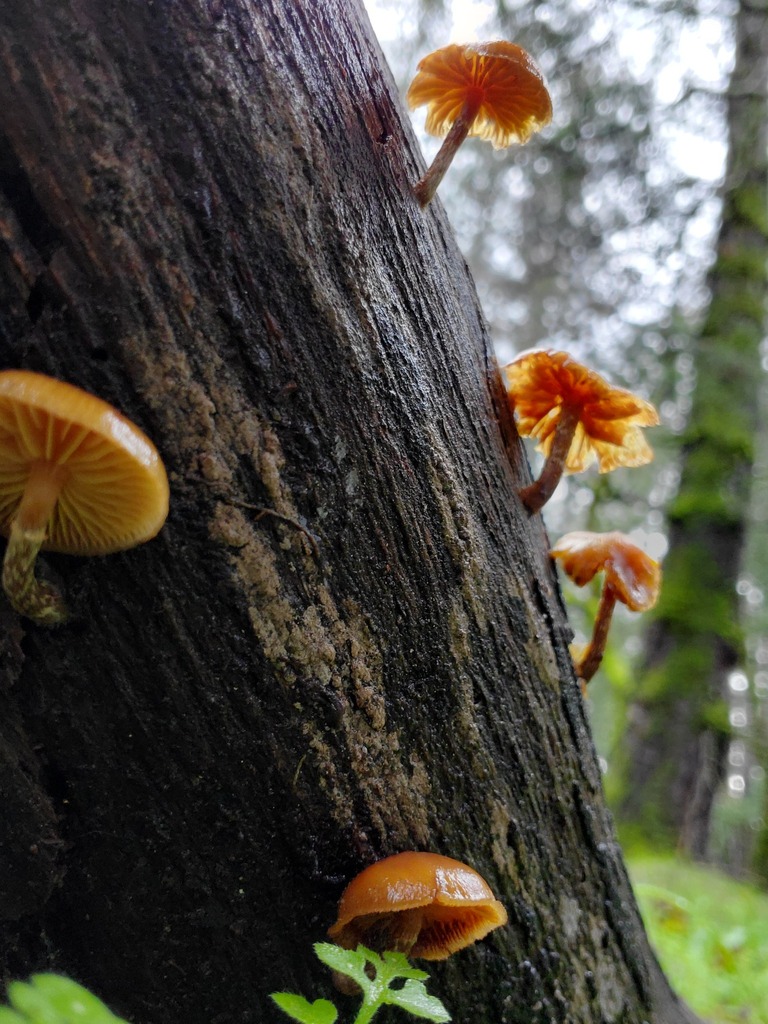 Galerina marginata · January 2026 · photo: © arlenedevitt (iNaturalist, cc-by)