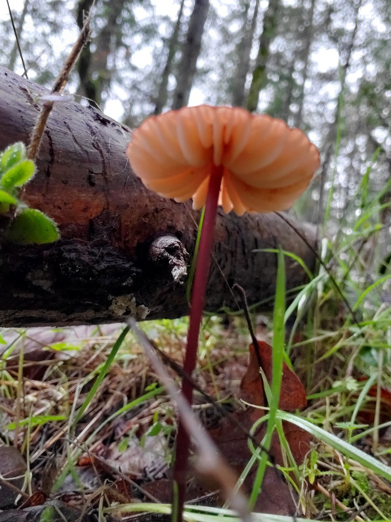 Marasmius plicatulus · January 2026 · photo: © arlenedevitt (iNaturalist, cc-by)