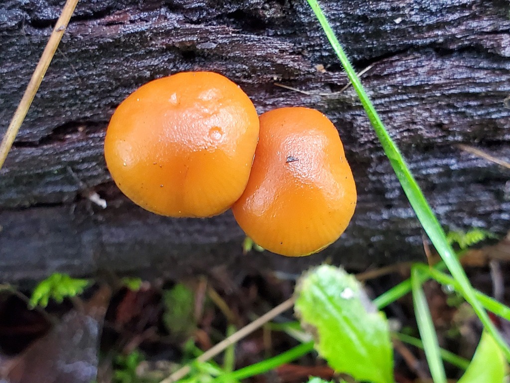 Galerina marginata · January 2026 · photo: © arlenedevitt (iNaturalist, cc-by)