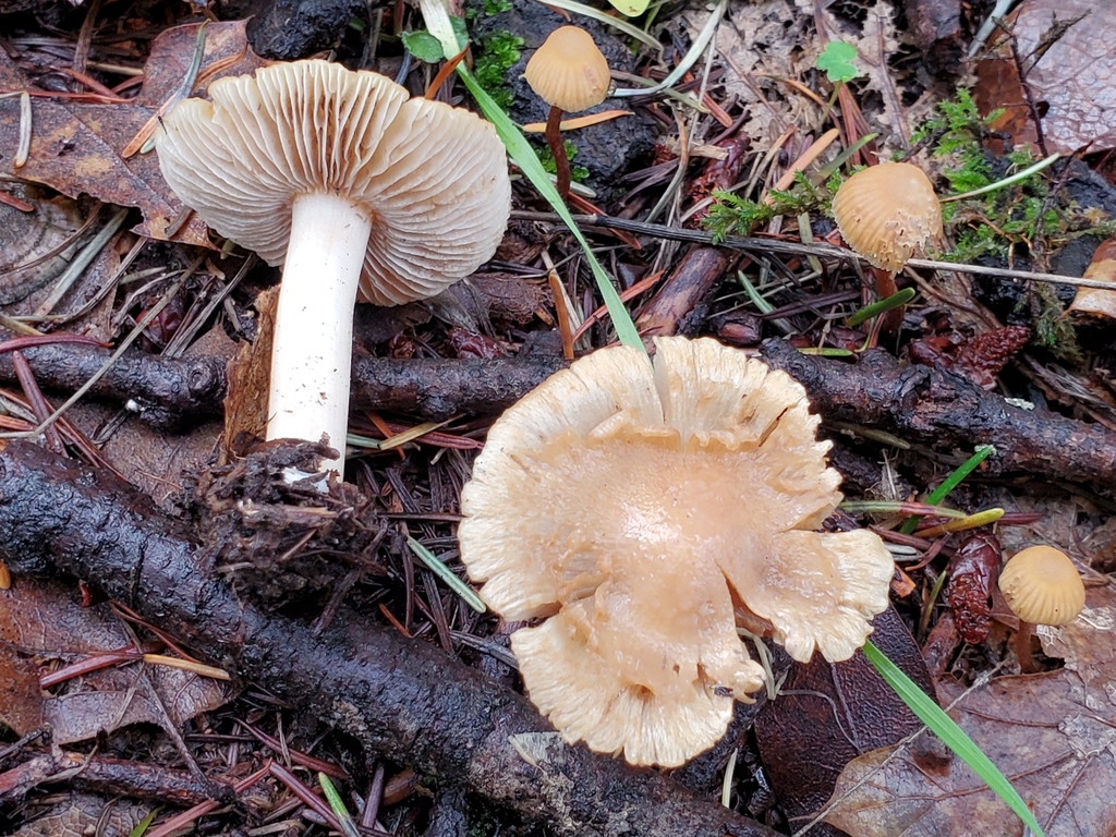Pseudosperma sororium
